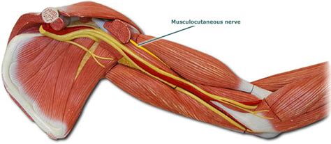 Musculocutaneous Nerve Arm