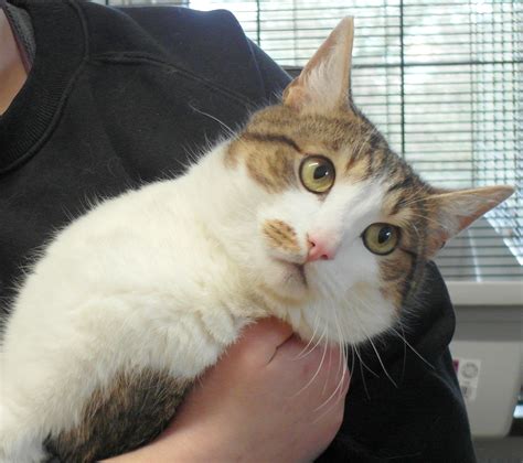 Fridolin, ca. 1,5 Jahre - Tierschutz Gifhorn