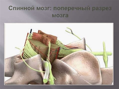 Спинной мозг - online presentation