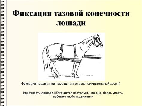 Фиксация и обездвиживание животных - online presentation