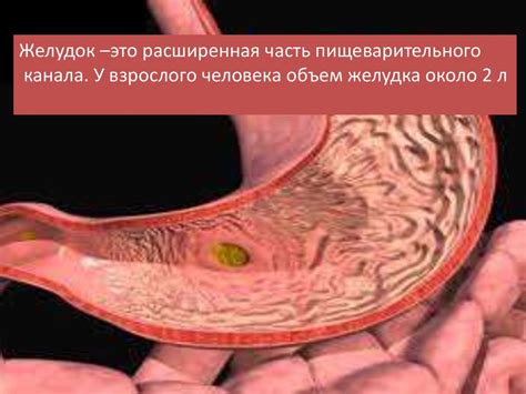 Пищеварение в желудке - презентация онлайн