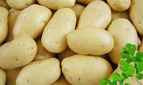 Картофель желтый рассыпчатый. Какие существуют их сорта