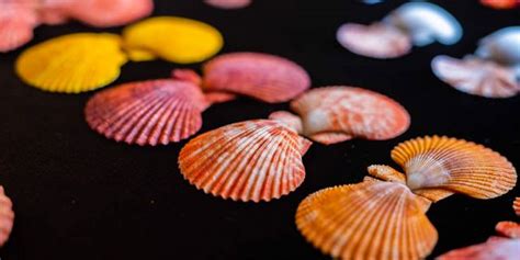 Visit the World of Seashells Museum - Mauritius Attractions