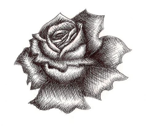 black rose   starstruck   deviantart