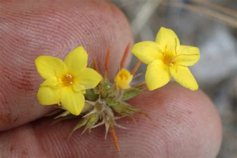 Leptosiphon parviflorus Calflora