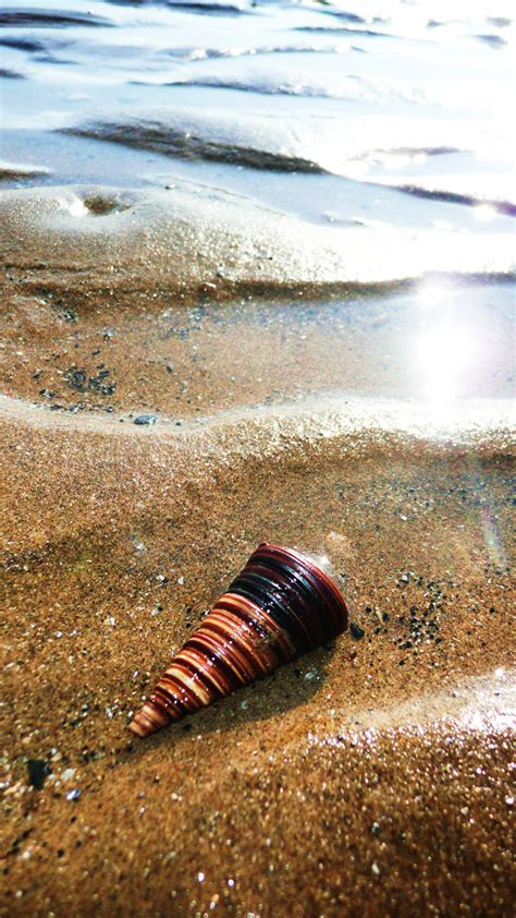 Shell Free Stock Photo - Public Domain Pictures