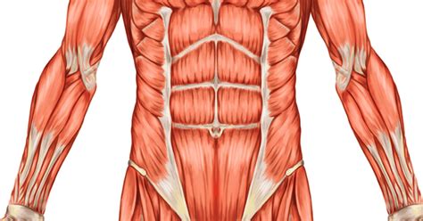 muscles   core anatomy deep core anatomy   abs work