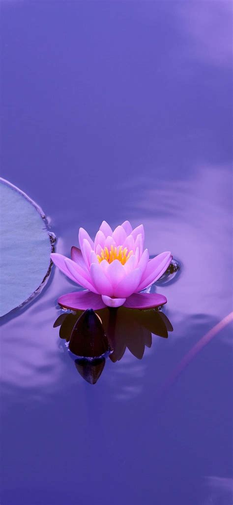 Download Tranquil Lotus Flower in Full Bloom | Wallpapers.com