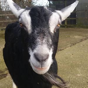 Resident Animals | St Francis Animal Welfare