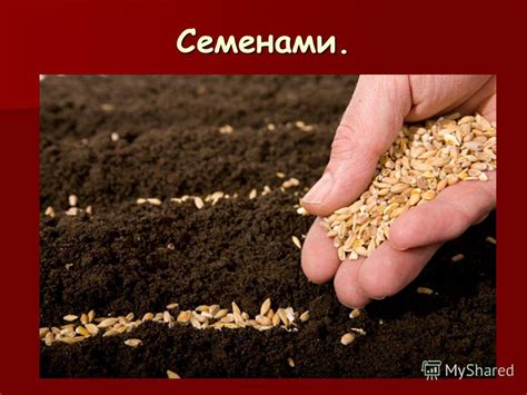 Презентация на тему: "Размножение и развитие растений. Безбалинова ...