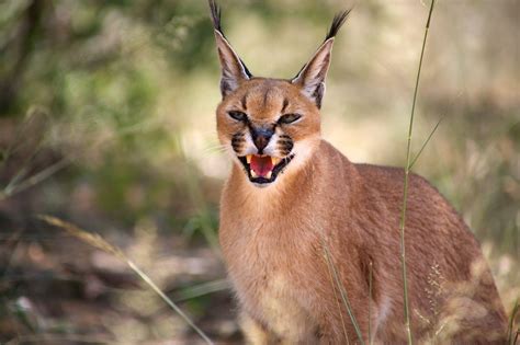 CARACAL o LINCE AFRICANO » Características, Hábitat y Peligros - Cumbre ...