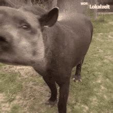 Tapir GIF - Tapir - Discover & Share GIFs
