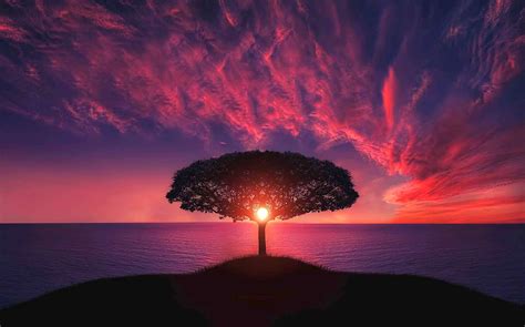 Albero al tramonto - sfondo desktop - Romoletto Blog