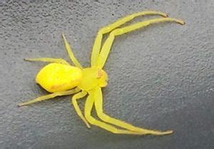 Aranha Amarela Pequena É Venenosa - Aranha Amarela é Venenosa? Características e Nome Científico – Mundo ...