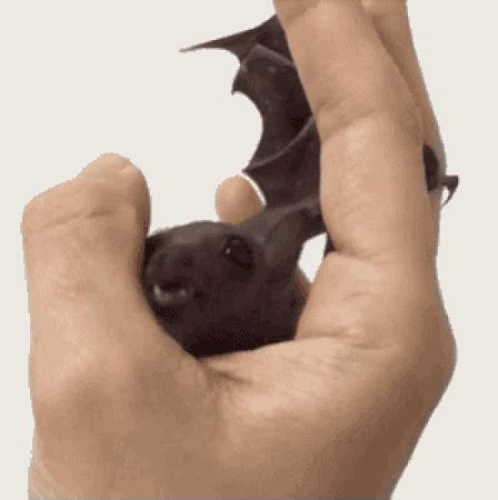 Lo que nadie te ha contado del hombre murciélago - elRellano