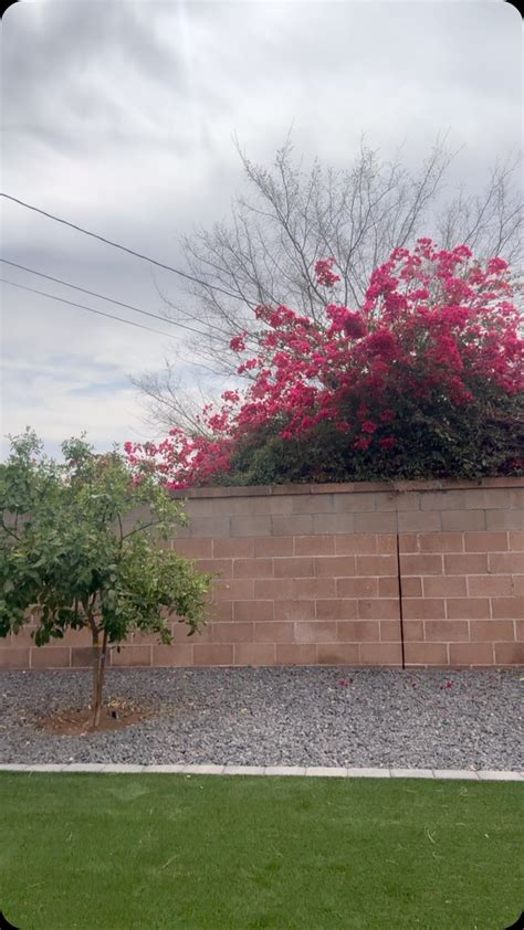 Belle Ohara (@bikini_belle_uk) • Instagram photos and videos