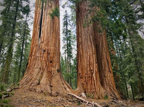 Protecting Mature and Old-Growth Forests: A Critical Climate Solution