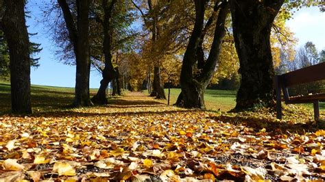TOP 5 DECIDUOUS TREES FOR WINDBREAKS - Arbor Hill Trees Omaha BlogArbor ...