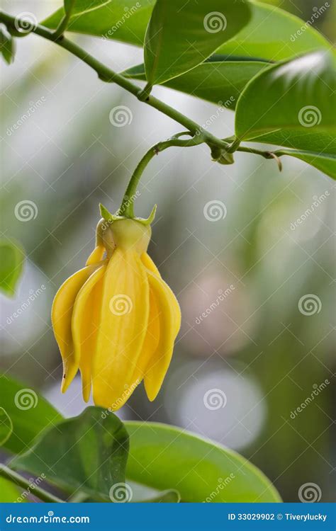 Ylang-ylang stock photo. Image of perfumery, industry - 33029902