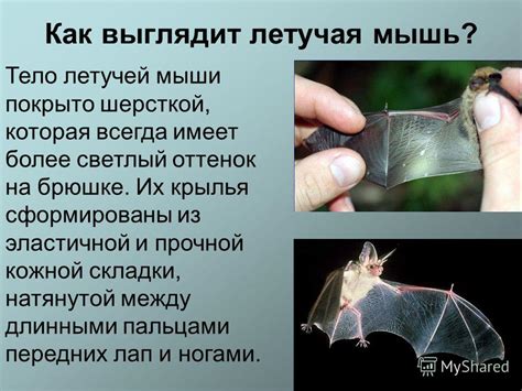 Презентация на тему: "Летучие мыши. Участники проекта: Петровская Дарья ...