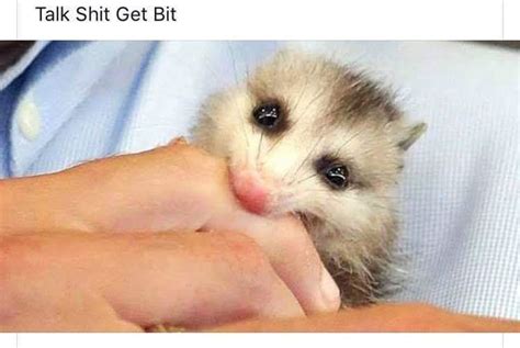 Pin by Angie Thompson on OPPOSUMS | Cute little animals, Silly animals ...