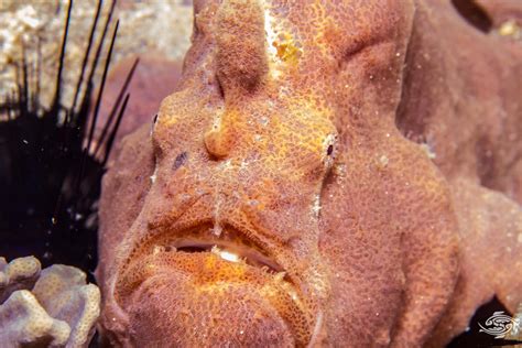 Download Close Up Frogfish Camouflage Wallpaper | Wallpapers.com