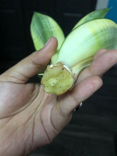 Snake plant broke off at root?? : r/houseplants