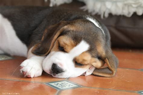 Why Do Beagles Sleep So Much
