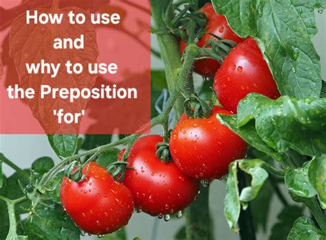 How to use and why to use the Preposition 'for' 1