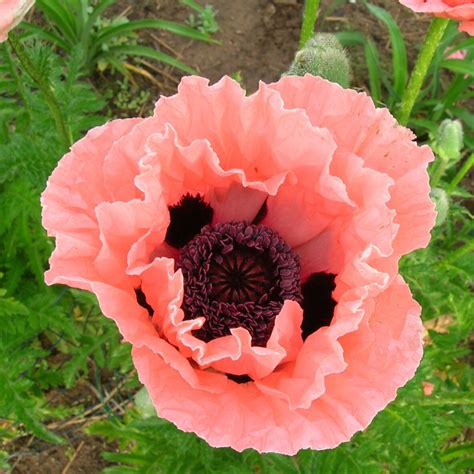 Мак декоративный Garden Glory 1 шт. – купить в питомнике Дирижер Сада