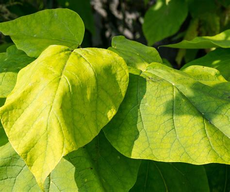Catalpa: Care And Growing Guide – LPGLU
