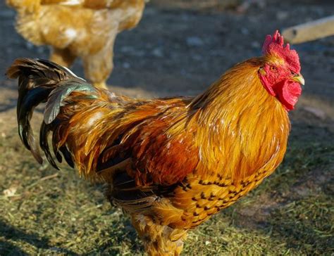 images bird beak chicken fowl fauna rooster poultry hen