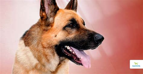 how to tell if dogs gums are pale