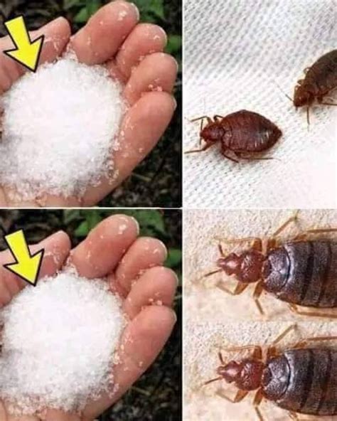 how to get rid of the bed bugs fast