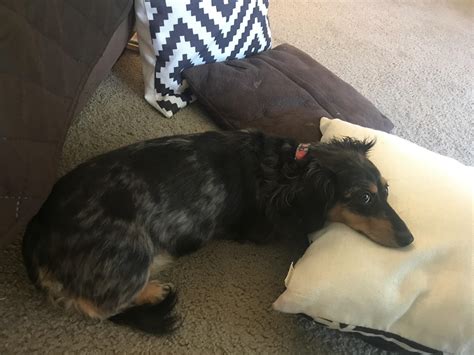 caught in the act of hoarding pillows 😂 : Dachshund