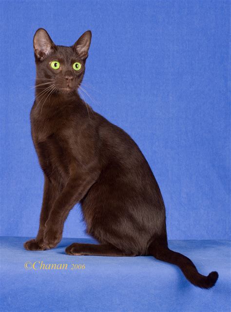 havana brown cats for sale 7