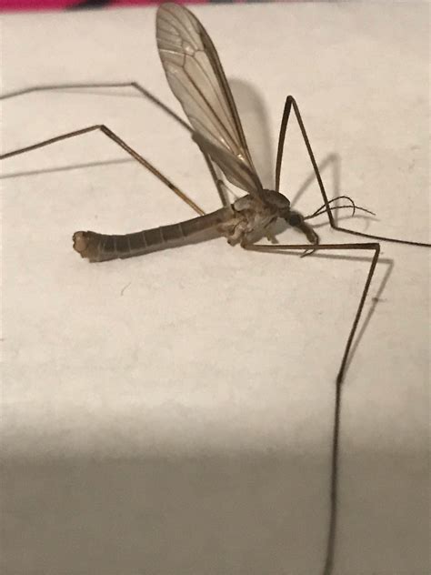 What Are The Bugs That Look Like Giant Mosquitoes at Kurt Riddle blog