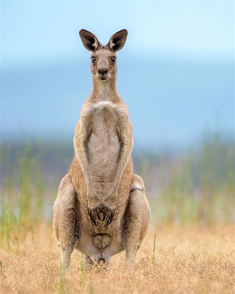 Male Eastern Grey Kangaroo Photograph by David A Willett - Fine Art America