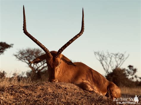 Impala Hunting South Africa | AfricaHunting.com
