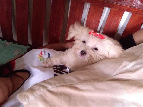 Dog Vomiting White Foam & Head Pressing? What to Do Now | Petco