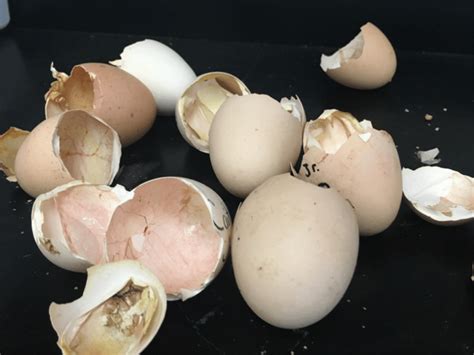 perfect classroom setup  hatching eggs meyer hatchery blog