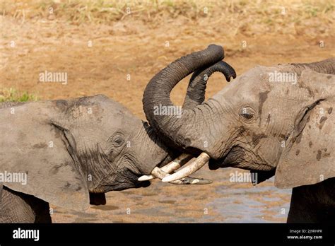 africa tanzania african bush elephant elephants   trunks