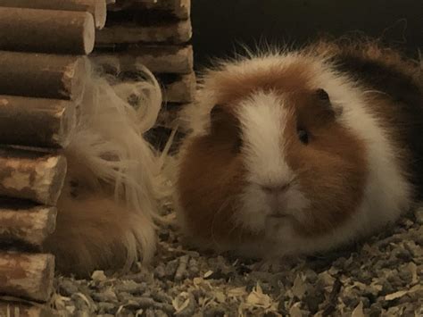 Penny & Pip chilling (and pip looking confused as always) : r/guineapigs