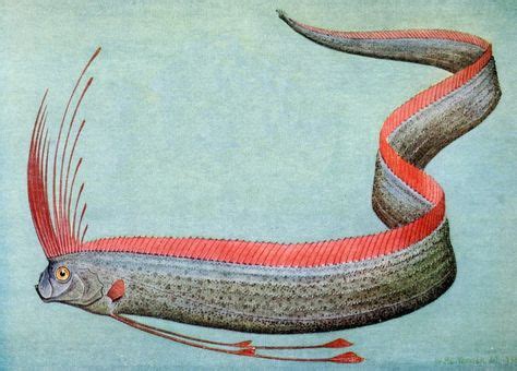 10 Oarfish ideas | oarfish, scientific illustration, fish