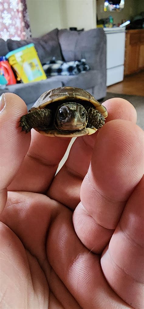 Identification : r/turtles