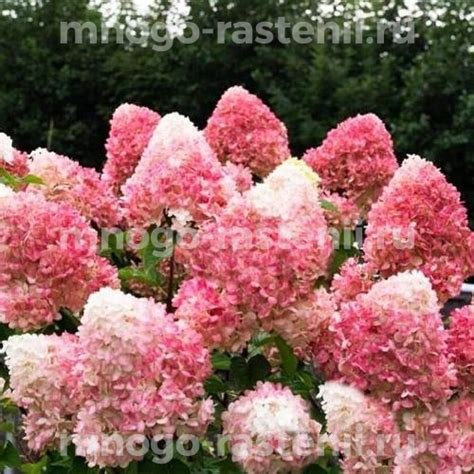 Саженцы Гортензия метельчатая Пинк энд Роуз (Hydrangea paniculata Pink ...