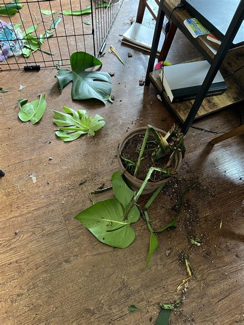 Will Monstera Kill My Dog? Essential Safety Tips for Pet Owners