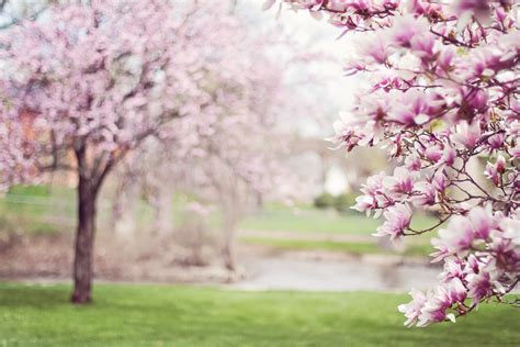 Free Images : branch, flower, spring, produce, pink, cherry blossom ...