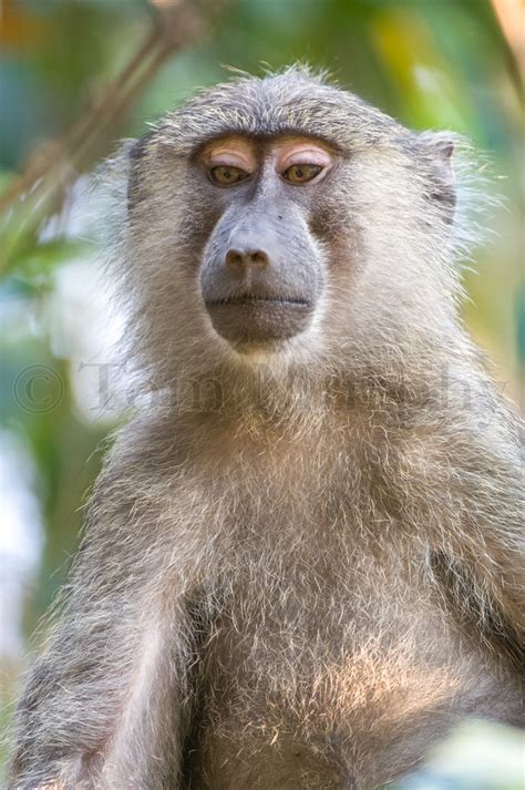 Baboon Face – Tom Murphy Photography