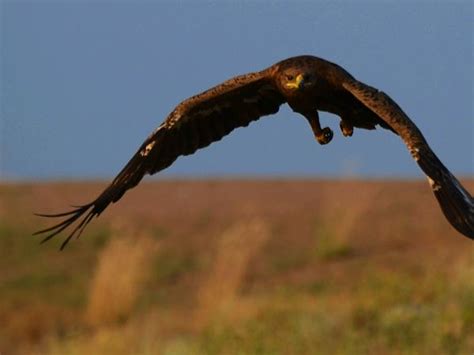 Kazakhstan bird watching tour | Responsible Travel